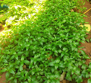 Accmalla Reppens Aquatic Plant for Aquariums-PIRO001AR