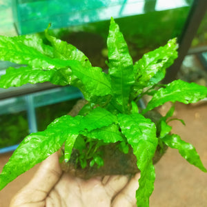 Wrinkle Fern Aquatic  Plant for Aquariums / Ponds -PIRO001WF