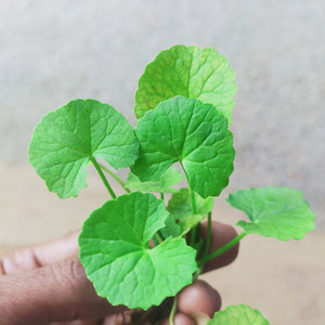 Centella asiatica  Aquatic Plant for your  Aquariums-PIRO001CA