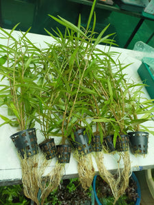 Hygrophila sp araguai Aquatic Plant  For Aquariums-PIRO001HS