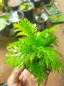 Hygrophila Difformis Aquatic Plant Aquariums-PIRO001HD