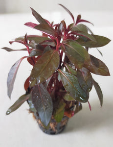 Ludwigia Glandulosa  Aquatic Plant For Aquariums-PIRO001LG