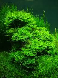 GREEN PELIA MOSS AQUARIUM PLANT-PIGM001