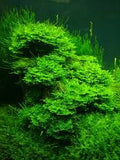 GREEN PELIA MOSS AQUARIUM PLANT-PIGM001